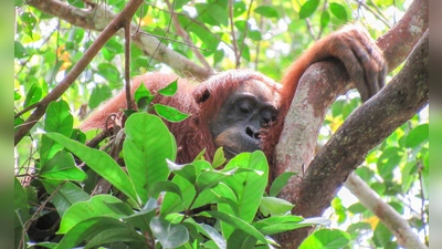 Auch Orang-Utans halten gern ein Mittagsschläfchen. (Foto: Natasha Bartalotta/Max Planck Institute für Verhaltensbiologie/dpa)