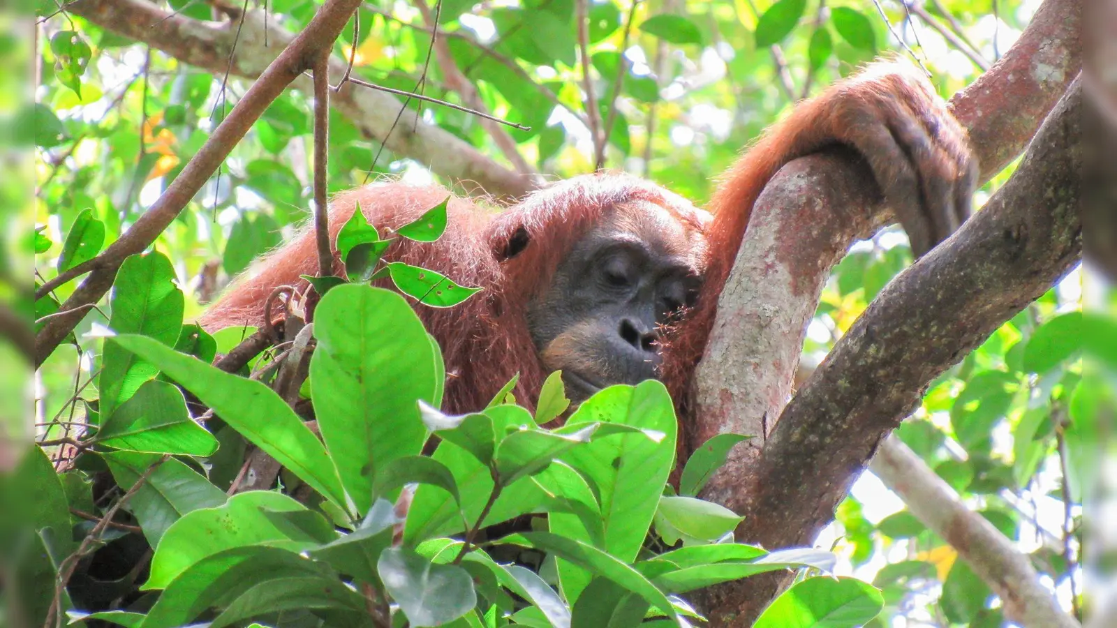 Auch Orang-Utans halten gern ein Mittagsschläfchen. (Foto: Natasha Bartalotta/Max Planck Institute für Verhaltensbiologie/dpa)