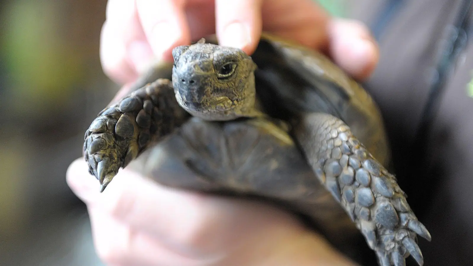 Die Schildkröte konnte schnell in die Obhut ihres Besitzers zurückkehren. (Symbolbild) (Foto: Dominique Leppin/dpa)