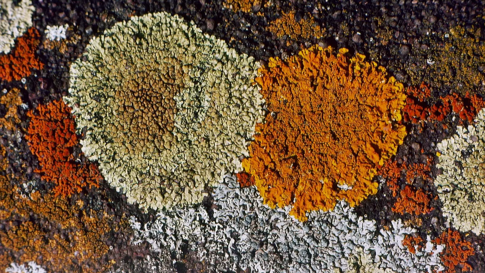 Eine farbenfrohe Gemeinschaft von Krustenflächen, wie sie auf heimischen Dächern und Steinen vorkommen.  (Foto: Ulrich Meßlinger)