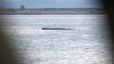Mit ihrem Okay für einen Rettungsversuch für den Buckelwal bei Wismar durch eine private Initiative sorgten die Behörden zuletzt für eine Überraschung. (Foto: Philip Dulian/dpa)