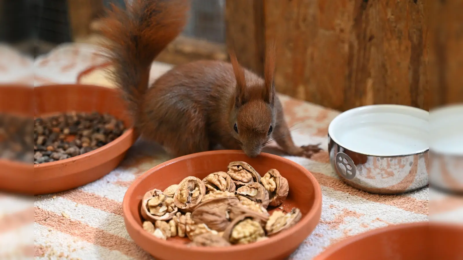 Es gibt Futter - ein Eichhörnchen kann sich in einer Auffangstation in Teltow an Walnüssen bedienen. (Foto: Katharina Kausche/dpa)