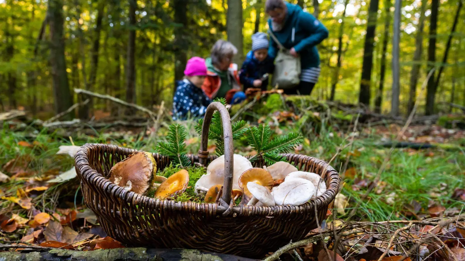 Um in die Pilze zu gehen, sollte man früh aufstehen. Sonst findet man nur noch die, die andere stehen gelassen haben. (Foto: Benjamin Nolte/dpa-tmn)