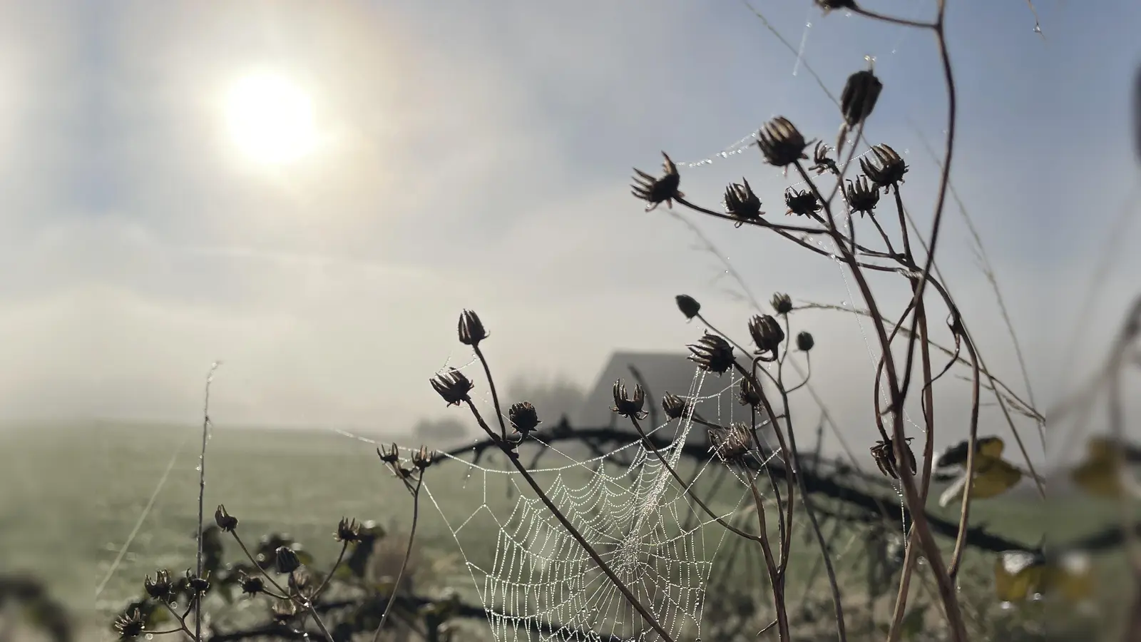 Platz 2: Eine zarte Naturstudie bei Grüb. (117 Votes) (Foto: Christine Strasser	)