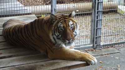 Der Stolz des Exoten- und Raubtierasyls: Nach vielen Jahren musste der Tiger Ussuri nun eingeschläfert werden. (Foto: Florian Pöhlmann)