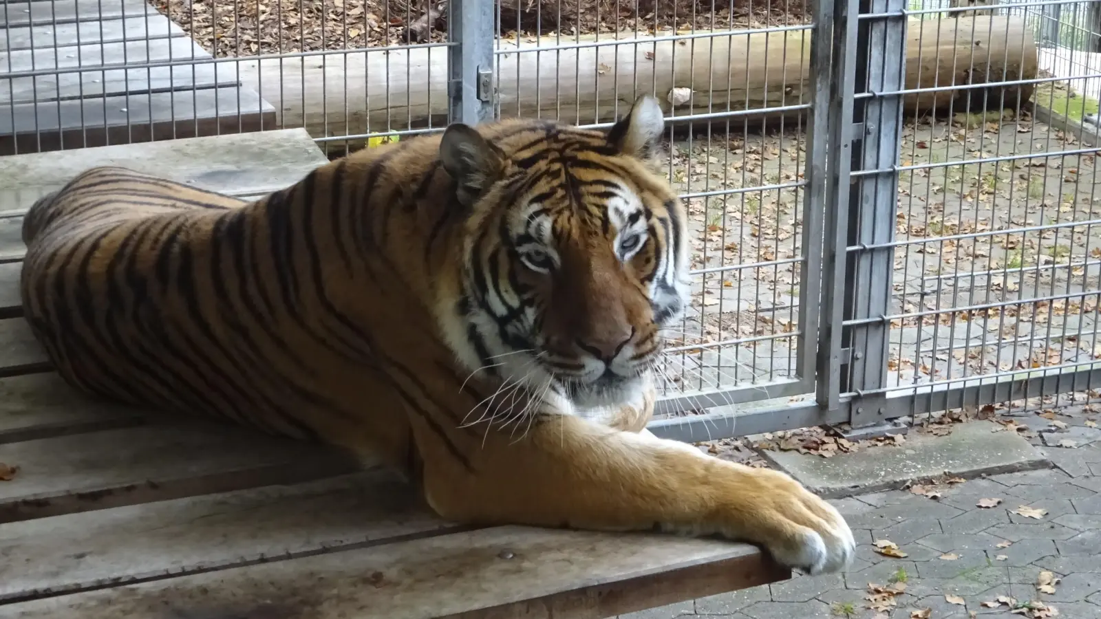 Der Stolz des Exoten- und Raubtierasyls: Nach vielen Jahren musste der Tiger Ussuri nun eingeschläfert werden. (Foto: Florian Pöhlmann)