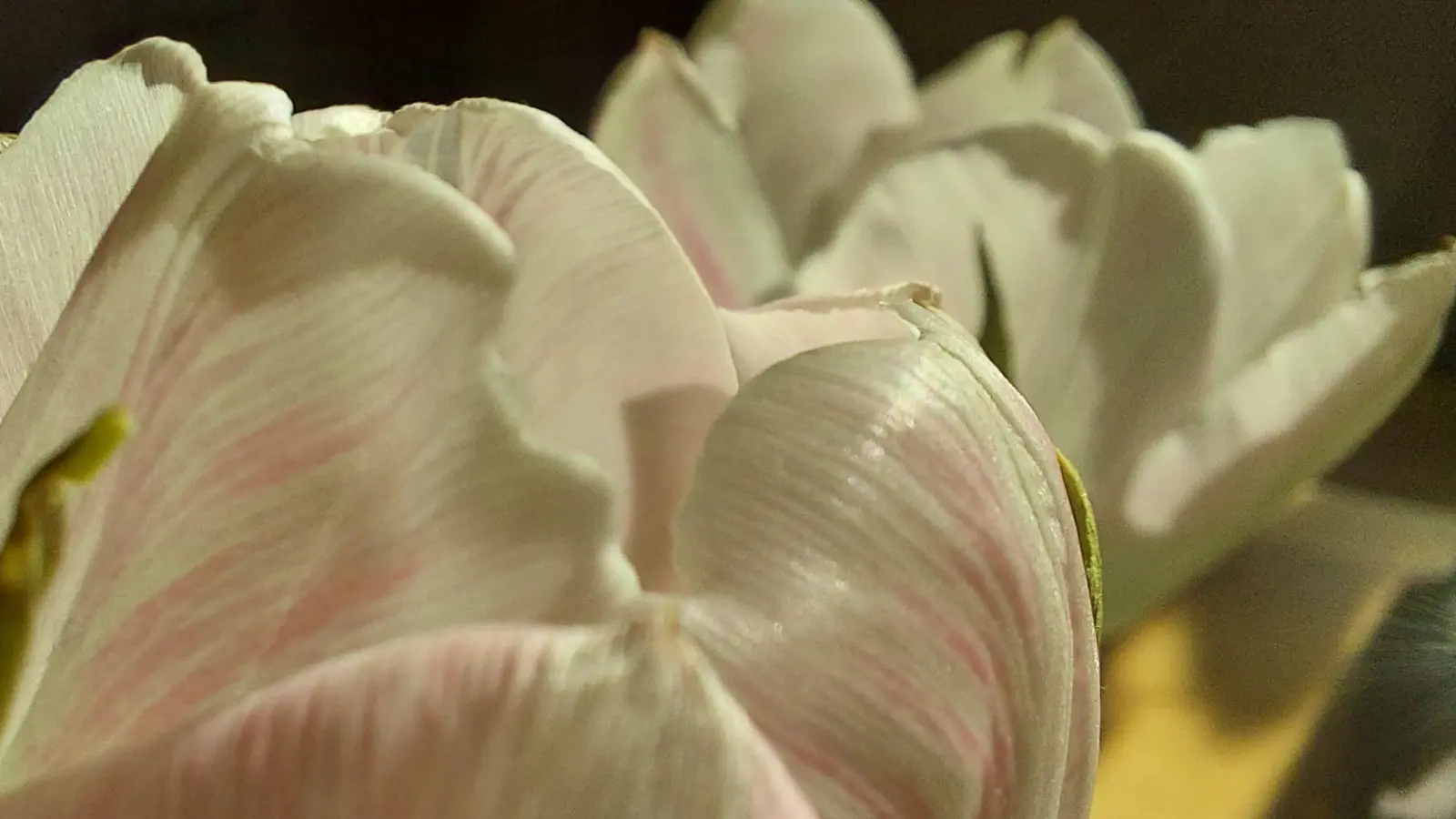 Tulpe - unter die Lupe genommen - gesehen in Heilsbronn (Foto: Sabine Sorg)