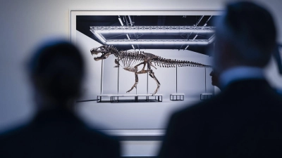 Das in Zürich versteigerte T. rex-Skelett soll in Antwerpen ausgestellt werden. (Foto: Michael Buholzer/KEYSTONE/dpa)