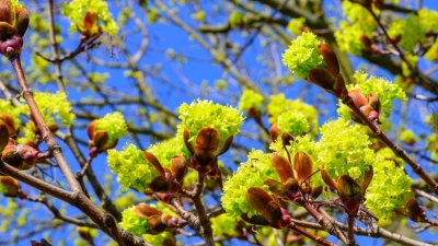 Tagsüber soll es freundlich werden. (Symbolbild) (Foto: Patrick Pleul/dpa)