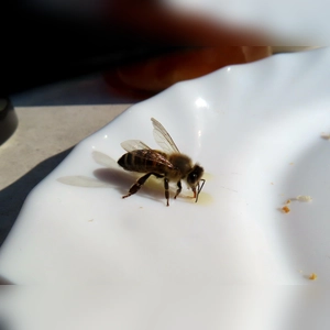 Kleine Besucherin - gesehen in Neuses (Foto: Manfred Dietz)