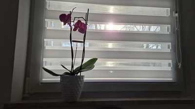 Die Wintersonne gibt Bettina M. Hoffnung. Um aus der Depression herauszufinden, muss sie sehr auf sich achten. (Foto: Daniela Ramsauer)