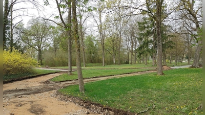 Experten befürchten, dass der Wegebau im Kurpark den Bäumen schaden könnte. (Foto: Katrin Merklein)