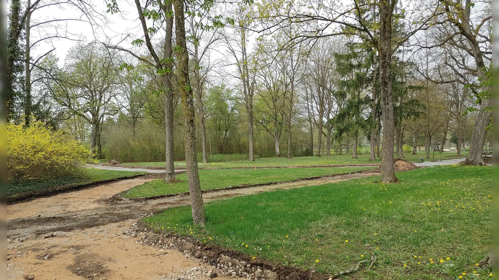 Experten befürchten, dass der Wegebau im Kurpark den Bäumen schaden könnte. (Foto: Katrin Merklein)