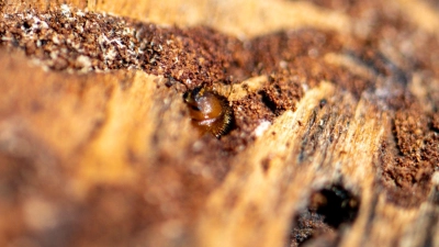Borkenkäfer sind klein, können in Nadelwäldern aber große Schäden anrichten. (Symbolbild)  (Foto: Armin Weigel/dpa)