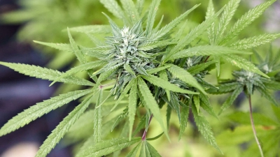 Die Polizei stellte unter anderem Marihuana, Marihuanapflanzen und Amphetamin sicher. (Symbolbild) (Foto: Georg Wendt/dpa)