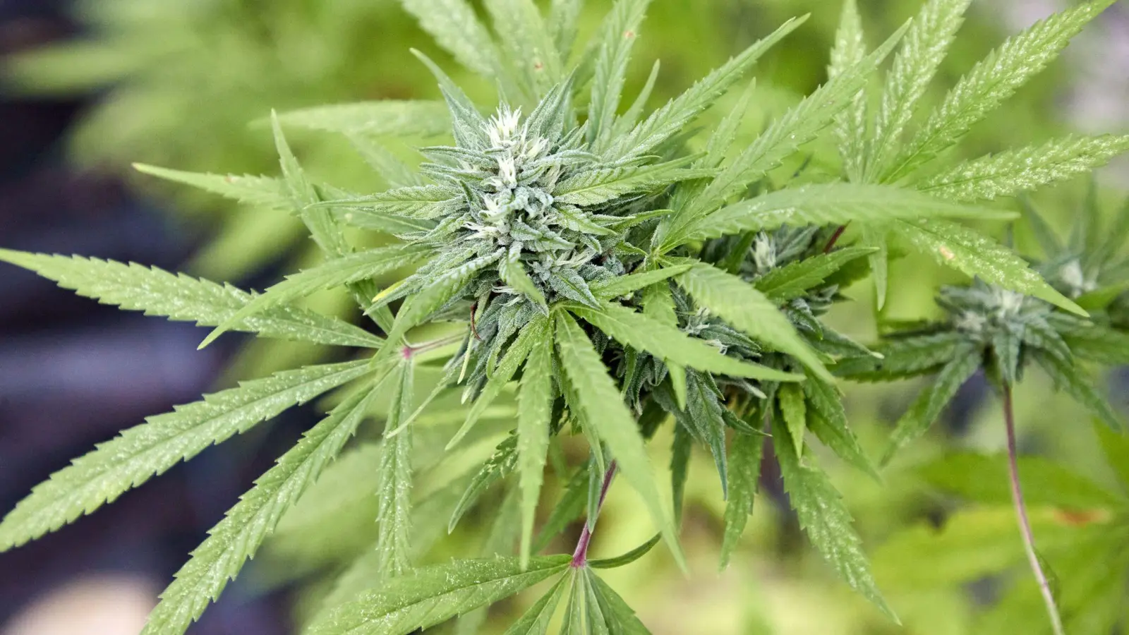 Die Polizei stellte unter anderem Marihuana, Marihuanapflanzen und Amphetamin sicher. (Symbolbild) (Foto: Georg Wendt/dpa)