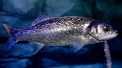 Angelläden sind ausverkauft, die Menschen fangen tonnenweise Wolfsbarsch. (Symbolfoto) (Foto: Hauke-Christian Dittrich/dpa)