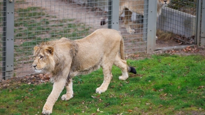 Mehrere Löwen stürzten sich auf den Zoo-Mitarbeiter. (Symbolbild) (Foto: Friso Gentsch/dpa)