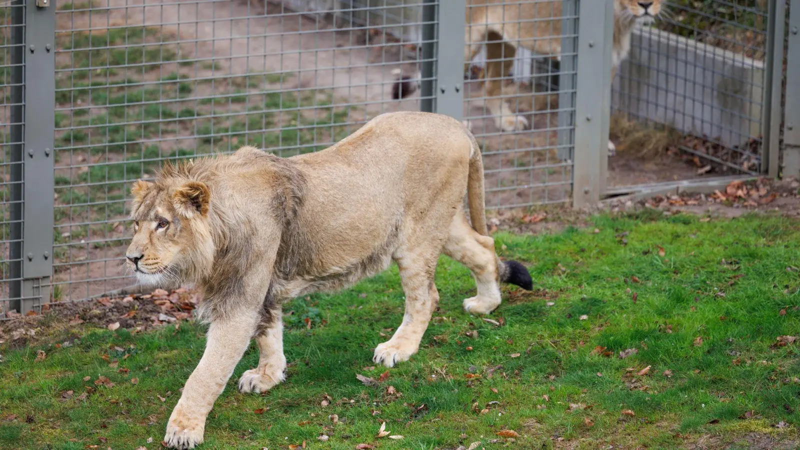 Mehrere Löwen stürzten sich auf den Zoo-Mitarbeiter. (Symbolbild) (Foto: Friso Gentsch/dpa)