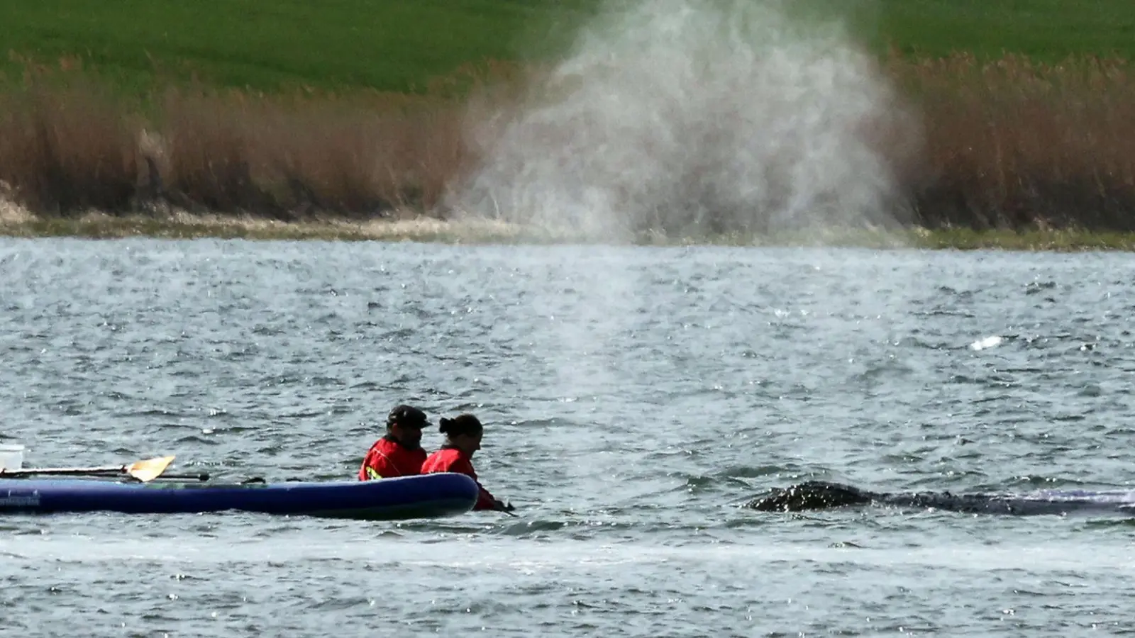 Der Wal soll am Dienstag mit einem Lastkahn geborgen werden. (Foto: Bernd Wüstneck/dpa)