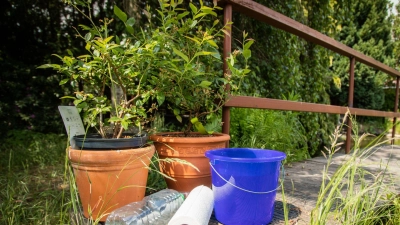 Küchenrolle oder Plastikflasche? Mit welchem Hack lassen sich Pflanzen während des Urlaubs besser bewässern? (Foto: Christin Klose/dpa-tmn)