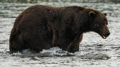 Braunbär 32 mit dem Spitznamen „Chunk“ hat eine auffällige Narbe auf der Schnauze.  (Foto: C. Loberg/explore.org/dpa)