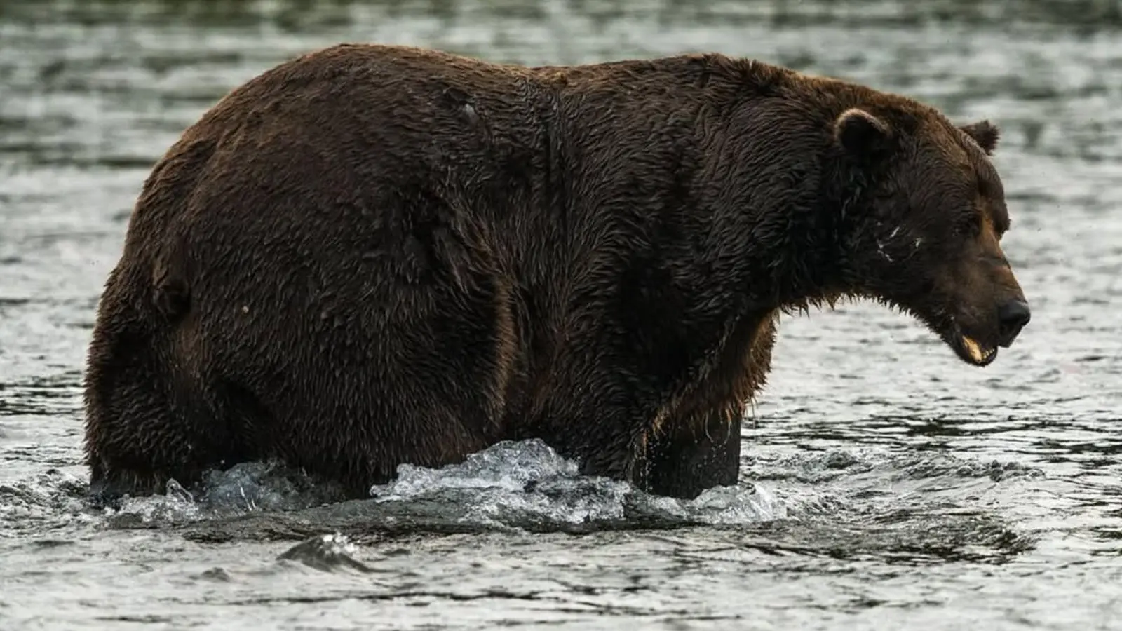 Braunbär 32 mit dem Spitznamen „Chunk“ hat eine auffällige Narbe auf der Schnauze.  (Foto: C. Loberg/explore.org/dpa)