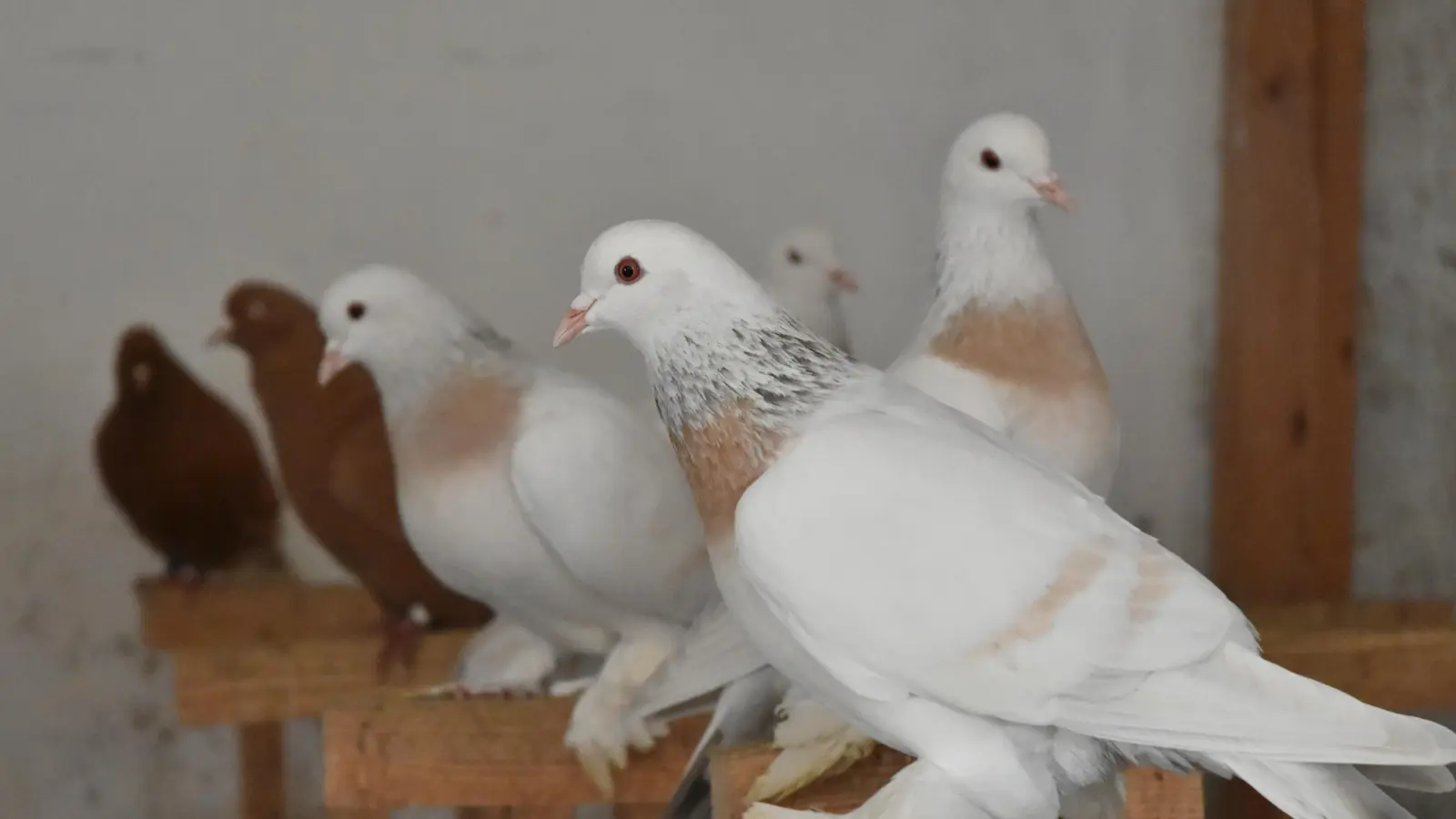 Die Siegertiere aus der Nähe betrachtet: Beim genaueren Hinsehen fallen die orangefarbenen Augen auf. Die zwei hellbraunen Binden an den Flügeln sind ebenfalls charakteristisch für die Rasse. (Foto: Anita Dlugoß)