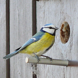 Die Blaumeise richtet sich ein - gesehen in Rothenburg (Foto: Wolfgang Hümmer )
