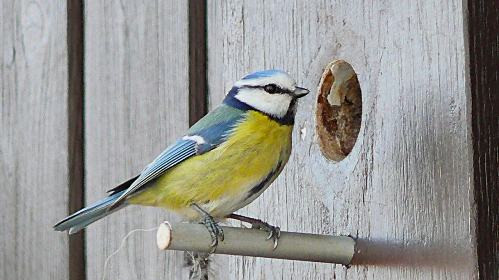 Die Blaumeise richtet sich ein - gesehen in Rothenburg (Foto: Wolfgang Hümmer )
