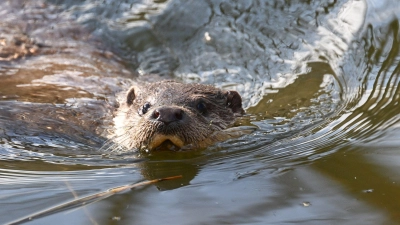 Kleines Tier - große Aufregung: Fischotter sorgen für Streit.  (Foto: Bernd Weißbrod/dpa)