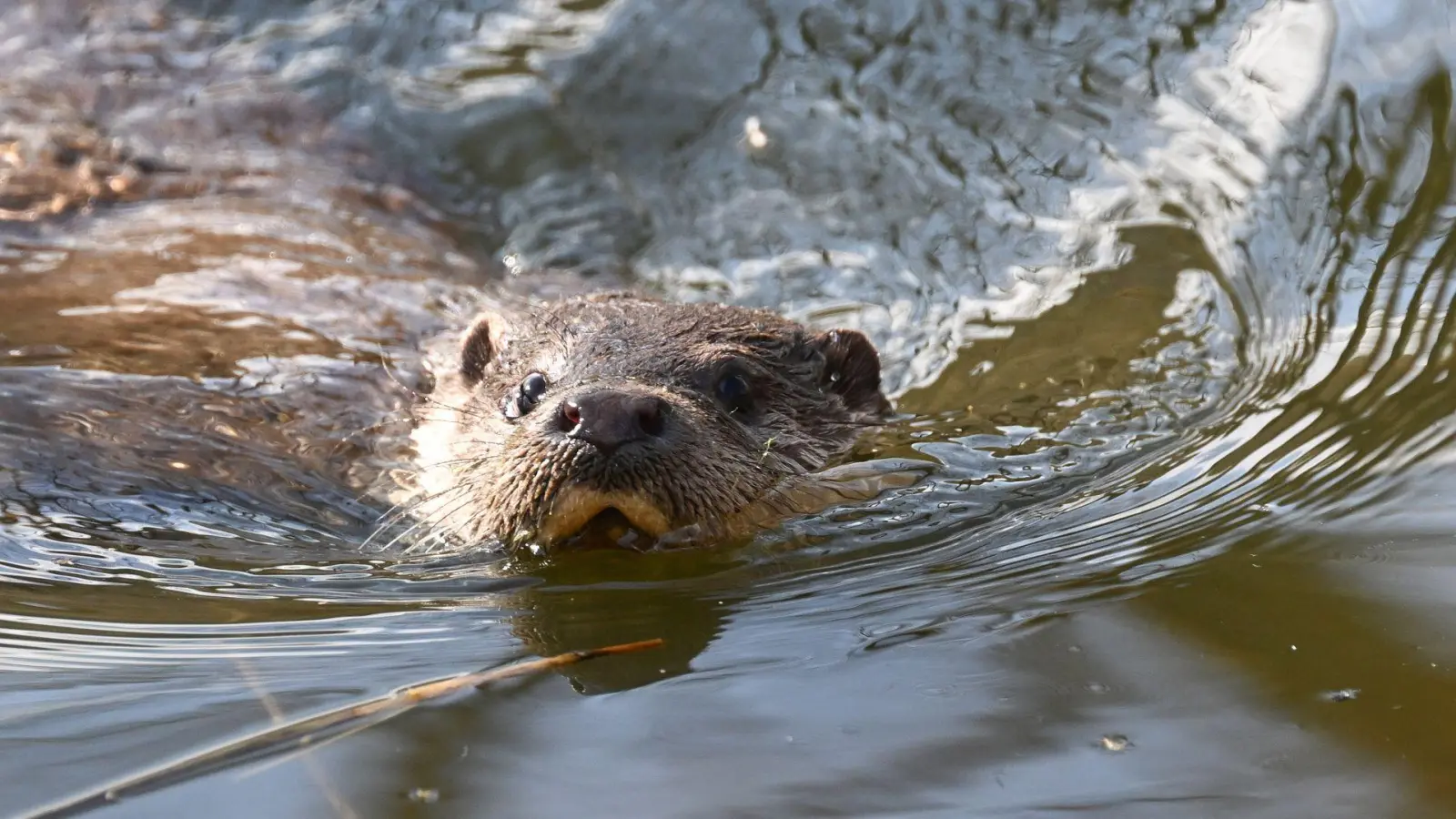 Kleines Tier - große Aufregung: Fischotter sorgen für Streit.  (Foto: Bernd Weißbrod/dpa)