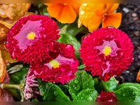 Verregnete Blüten - gesehen in Neustadt (Foto: Uschi Wendel)