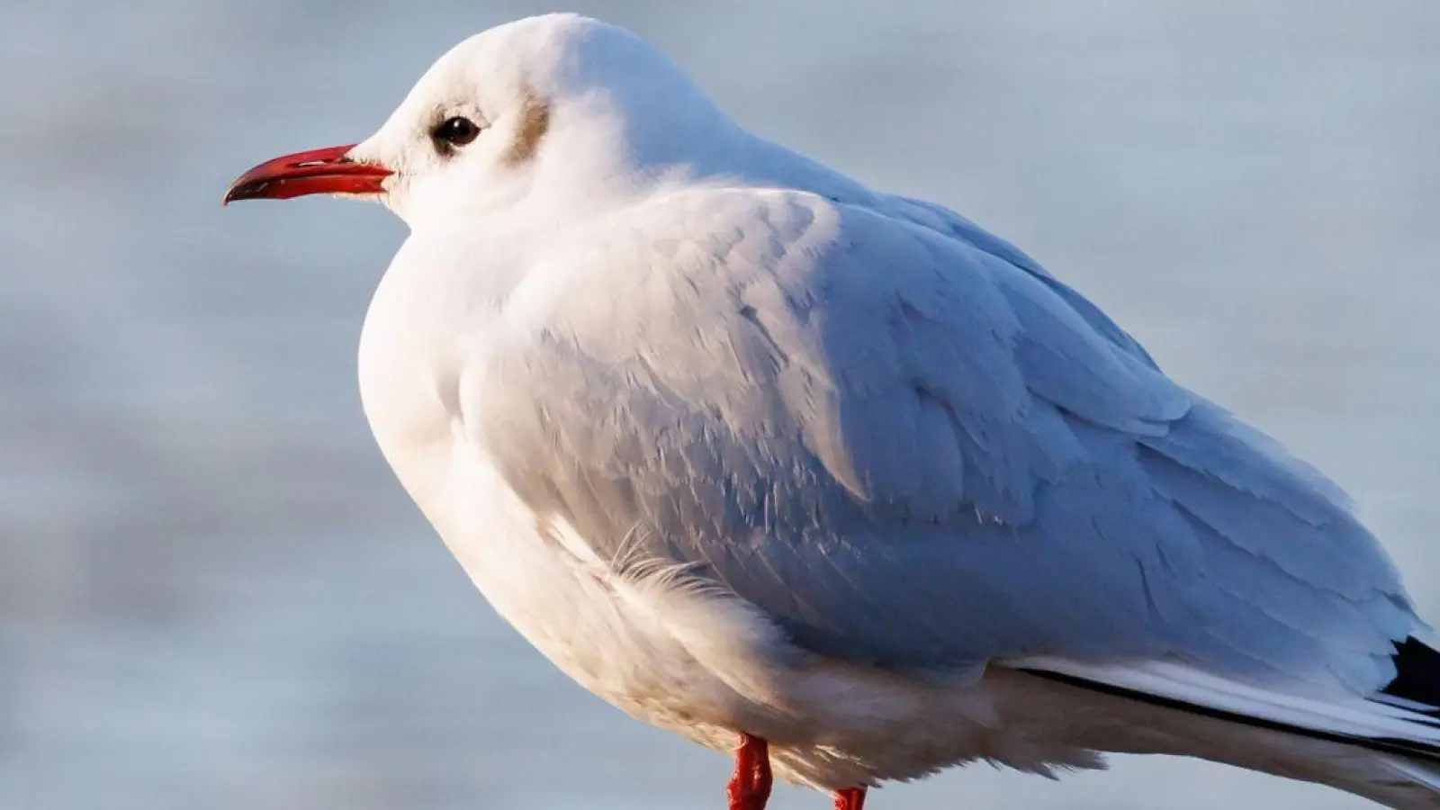 Der Ruf der Lachmöwe (Chroicocephalus ridibundus) klingt wie Gelächter, daher auch der Name. (Foto: Daniel Karmann/dpa)