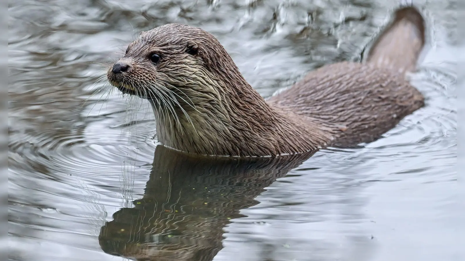 Fischotter bleiben in Bayern vorläufig weiter streng geschützt. (Archivbild) (Foto: Patrick Pleul/dpa-Zentralbild/dpa)