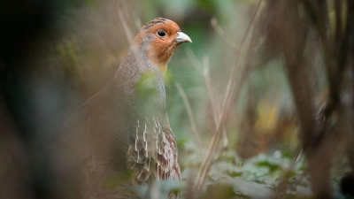Ein Rebhuhn im Gehege des Zoologischen Gartens Wilhelma (Foto: Sina Schuldt/dpa)