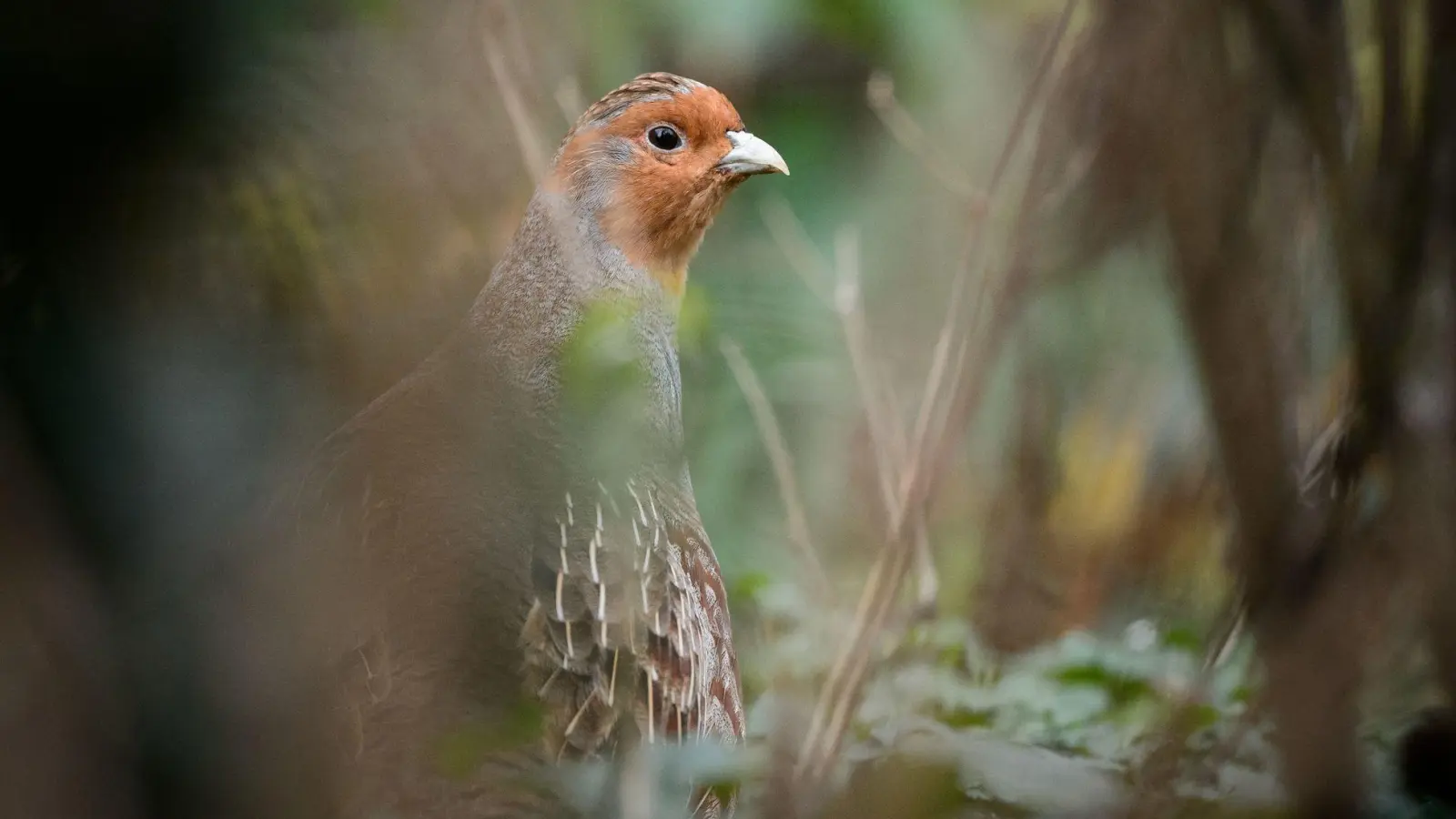 Ein Rebhuhn im Gehege des Zoologischen Gartens Wilhelma (Foto: Sina Schuldt/dpa)