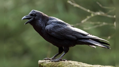 Der Kolkrabe ist der größte Singvogel der Welt. (Archivbild) (Foto: Patrick Pleul/dpa)
