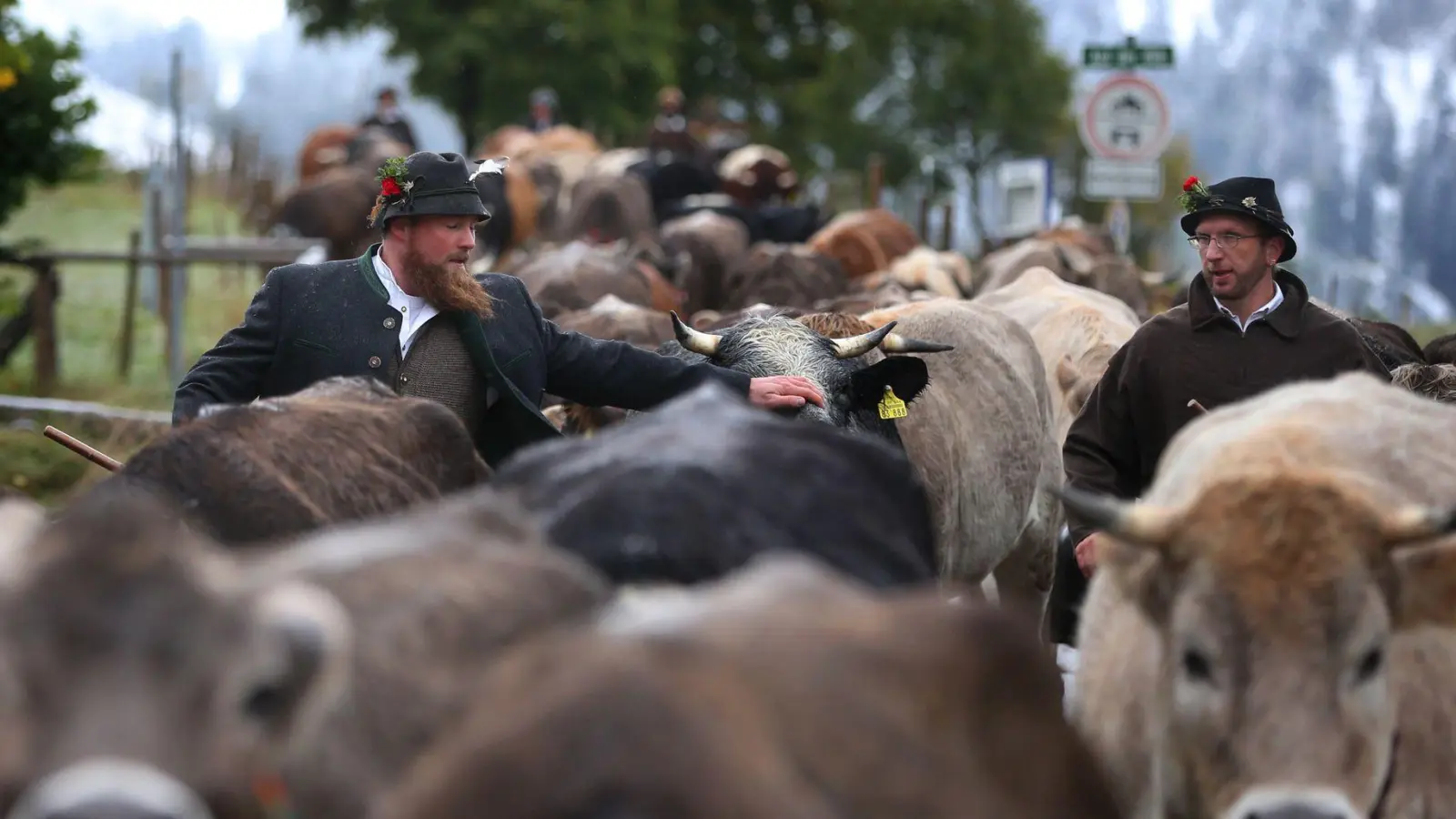 Wegen des Schnees müssen manche Bauern ihre Tiere auf tiefer gelegene Weiden bringen. (Archivbild) (Foto: Karl-Josef Hildenbrand/dpa)