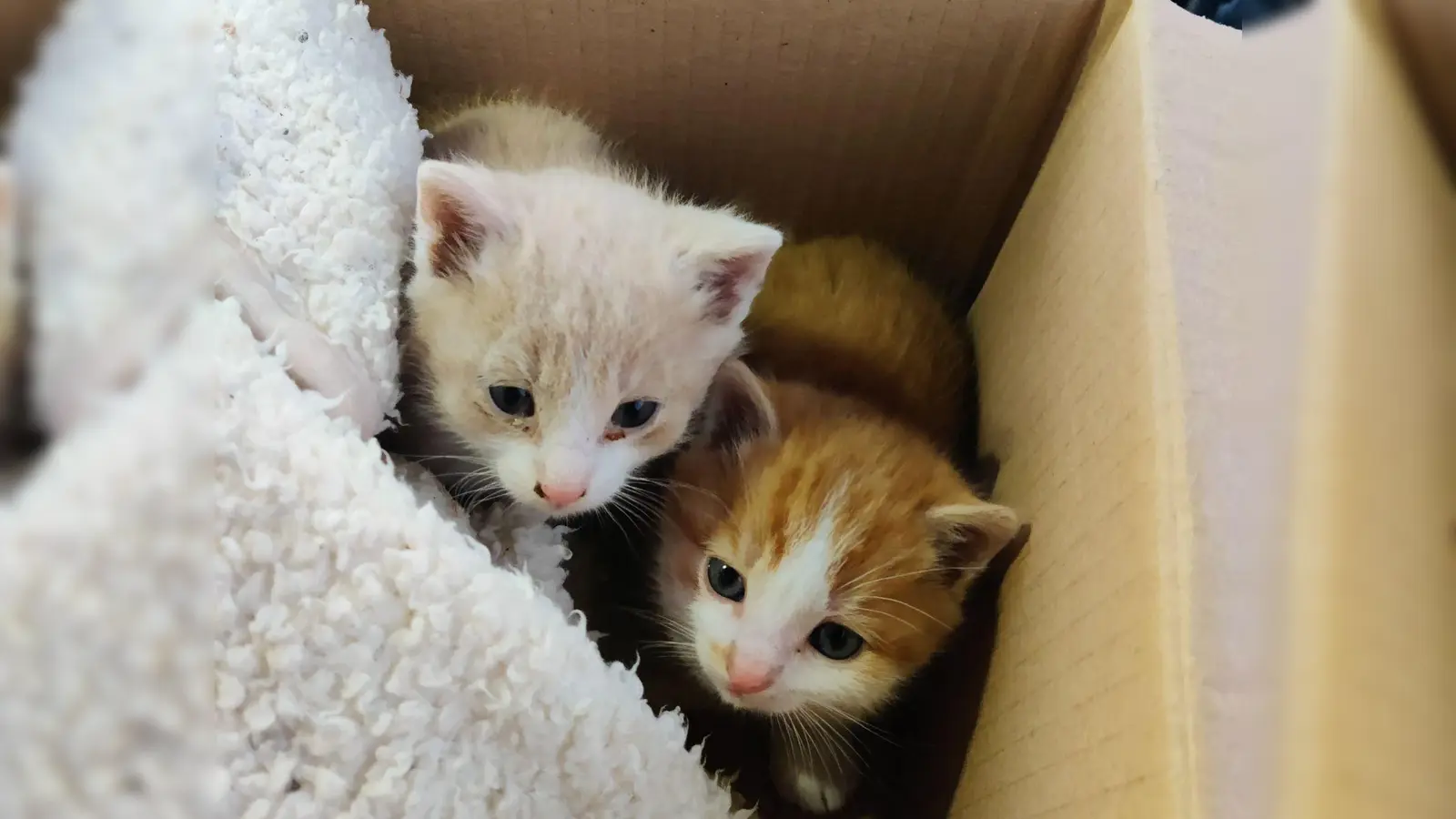 Die beiden Kätzchen haben jetzt ein neues Zuhause. (Foto: -/Polizeiinspektion Trostberg/dpa)