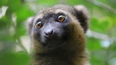 Ein vom Aussterben bedrohter Goldener Bambuslemur (Hapalemur aureus) sitzt im Nationalpark Ranomafana im Südosten Madagaskars in einer Bambusstaude. (Foto: Jürgen Bätz/dpa)