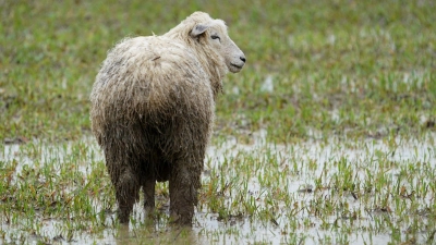 In Ansbach musste ein Schaf befreit werden, das im Schlamm feststeckte. (Symbolbild: Gareth Fuller/PA Wire/dpa)