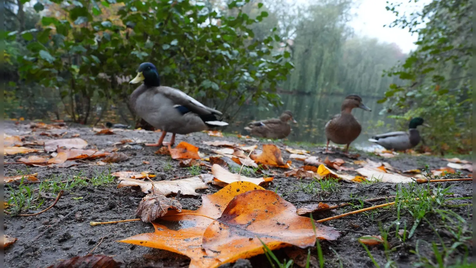 Die Deutsche Wildtier Stiftung warnt eindringlich davor, Enten mit Brot zu füttern. (Archivbild) (Foto: Marcus Brandt/dpa)