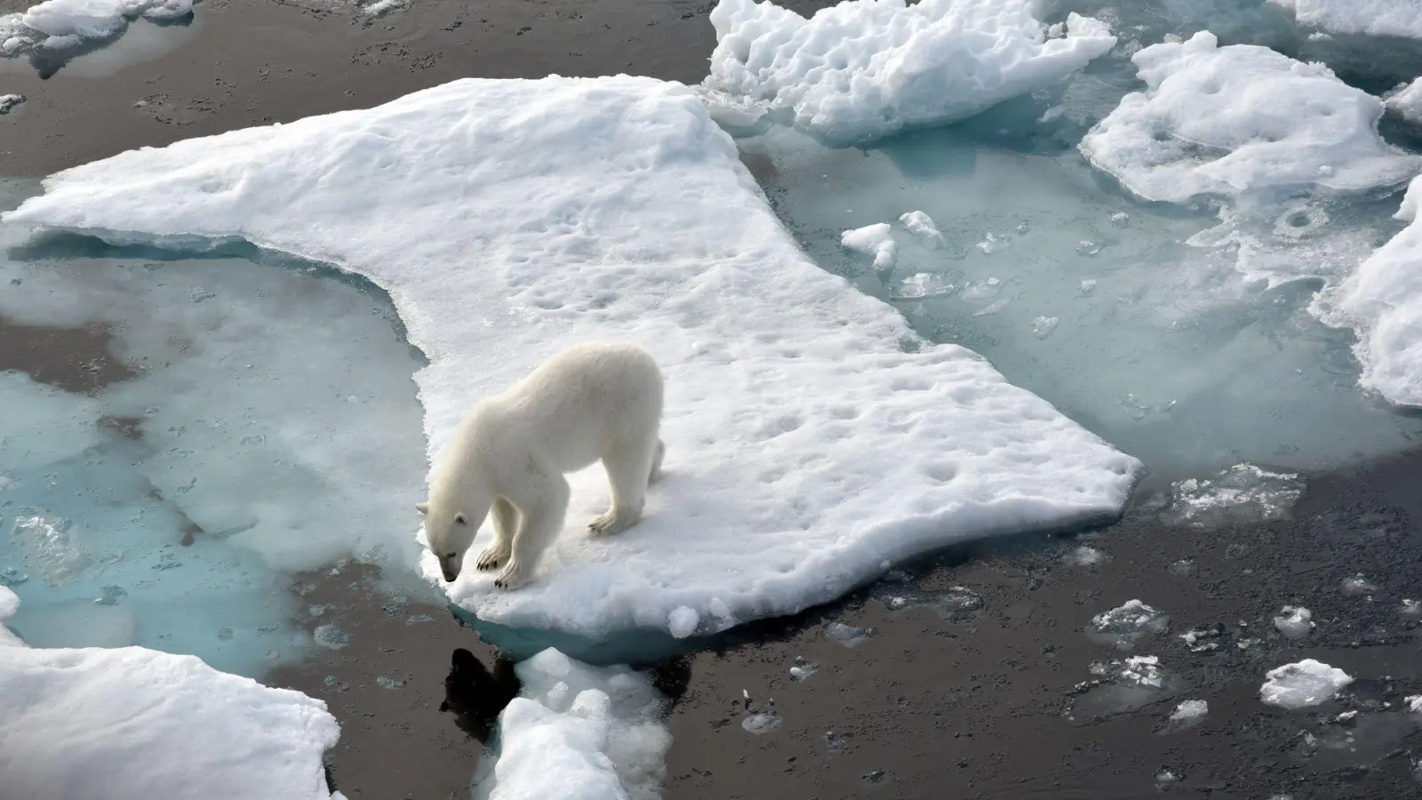 Ein Eisbär hat auf Grönland einen Deutschen angegriffen. Archivbild (Foto: Ulf Mauder/dpa)