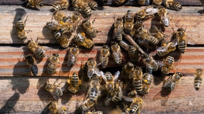 Bienen an einem Bienenstock: Ein Verdachtsfall der Amerikanischen Faulbrut ist bei Neuhof aufgetreten. (Foto: Sven Hoppe/dpa/Archivbild)