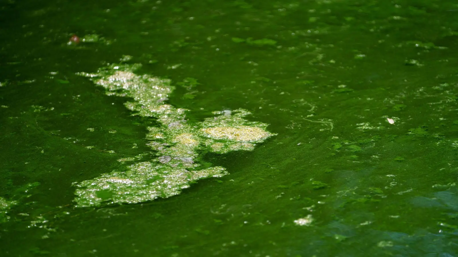 In mehreren Gewässern im Landkreis Weilheim-Schongau warnt das Gesundheitsamt vor Blaualgen. (Symbolbild) (Foto: Nicolas Armer/dpa)