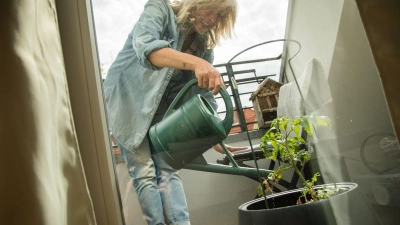 Traditionelle Gemüsesorten wie Tomaten lassen sich auch wunderbar auf dem Balkon anbauen. (Foto: Christin Klose/dpa-tmn)
