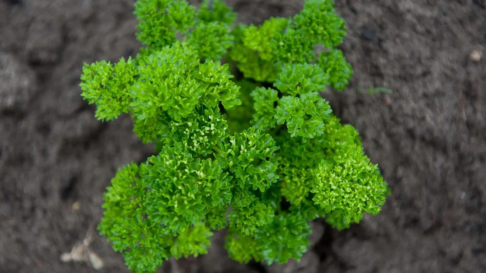 Wer Petersilie aus dem Garten ernten möchte, achtet darauf, dass der Boden schon bei der Aussaat humusreich, mäßig feucht und warm genug ist. (Foto: Franziska Gabbert/dpa-tmn)