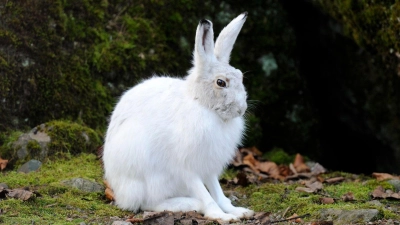 Alpenschneehasen tragen im Winter weiße, luftgefüllt Haare und eine feine Unterwolle (Handout).  (Foto: Stefan Huwiler/Imagebroker/ DeutscheWildtierStiftung/dpa)