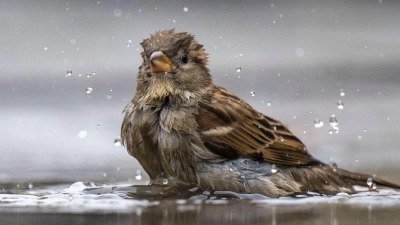 Ein Haussperling, auch Spatz genannt, badet in einer Pfütze. (Foto: Monika Skolimowska/dpa)